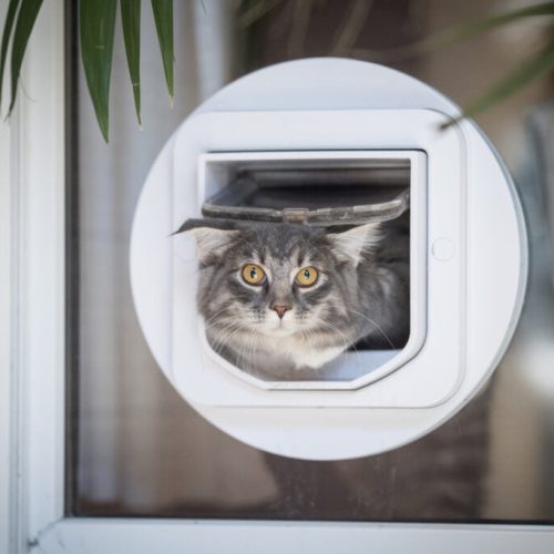 Funny cat with cat flap